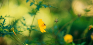 Screenshot_2019-07-01 A Bee On A Yellow Flower · Free Stock Video