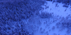 Screenshot_2019-07-01 Aerial Shot Of Forest During Winter · Free Stock Video