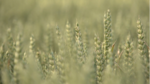 Screenshot_2019-07-01 Blur View Of Wheat In The Field · Free Stock Video