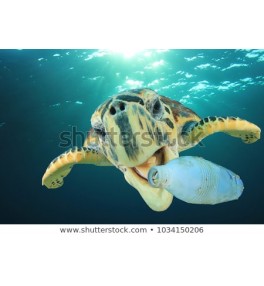 Plastic pollution problem: Sea Turtle eats plastic bottle 