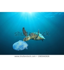 Plastic pollution in ocean problem. Sea Turtle eats plastic bag 